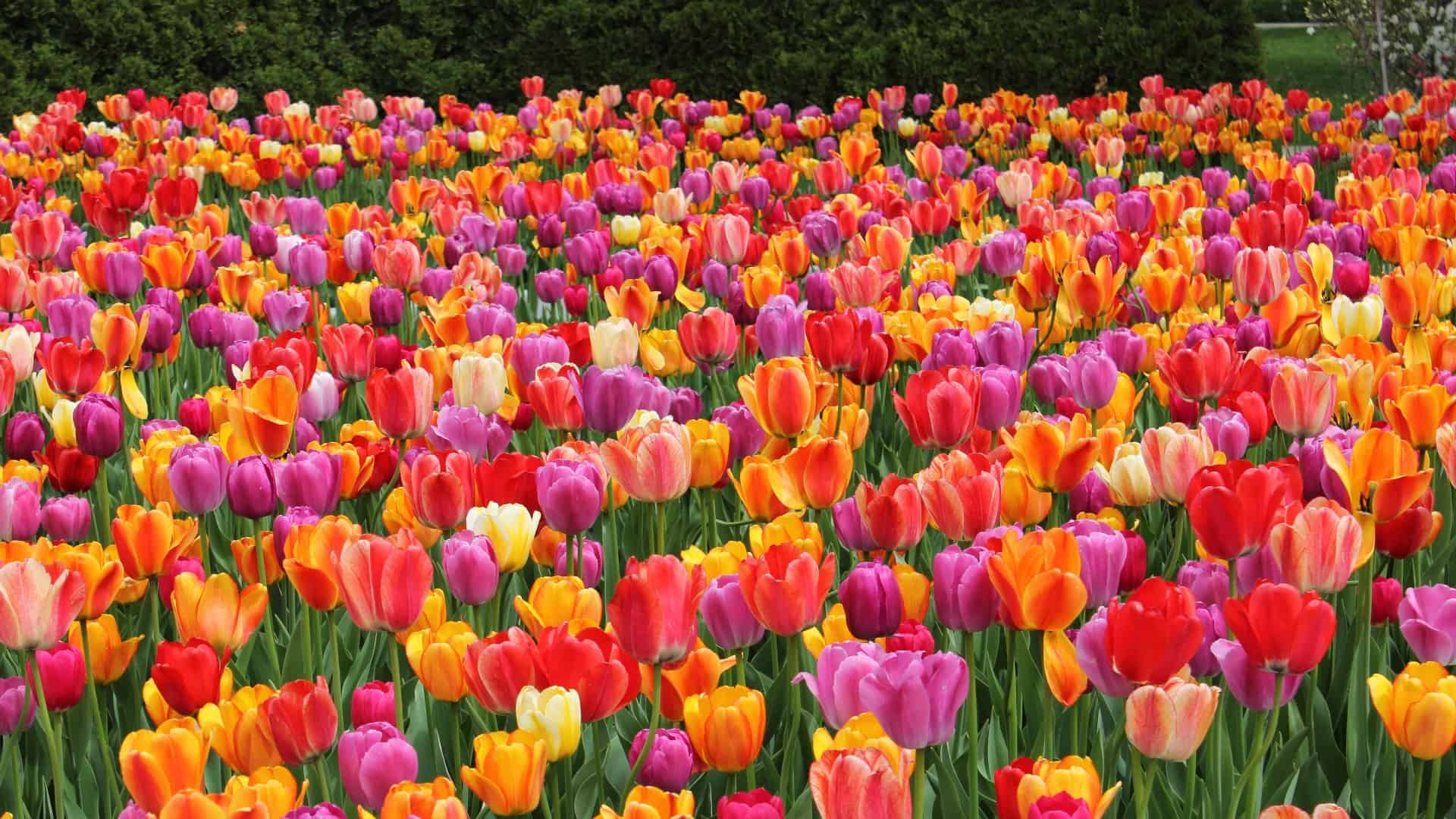 Csodahelyek Tavaszi Virágtérkép Itt várnak rád csodás tavaszi virágok