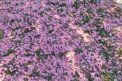 Rózsaszín virágok lepték el a Budai Várnegyedet