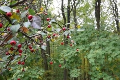 Budakeszi vadaspark