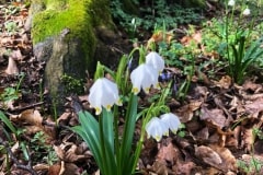 Tőzikés tanösvény a Dobogó-erdőben