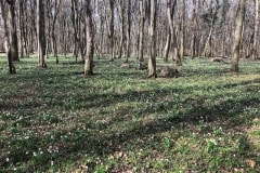 Tőzikés tanösvény a Dobogó-erdőben