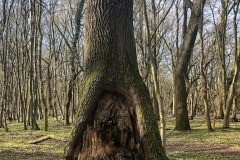 Tőzikés tanösvény a Dobogó-erdőben