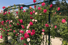 Cziráky Margit rózsakert