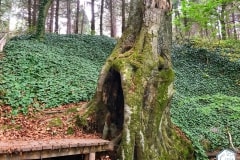 rododendronviragzas_jeli_arboretum-14