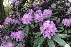 rododendronviragzas_jeli_arboretum-1