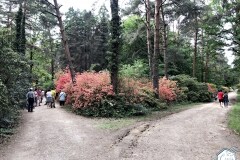 rododendronviragzas_jeli_arboretum-10