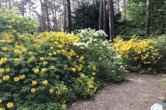 rododendronviragzas_jeli_arboretum-15