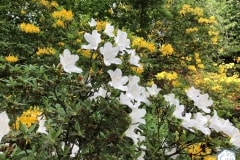rododendronviragzas_jeli_arboretum-4