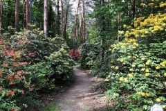 rododendronviragzas_jeli_arboretum-5