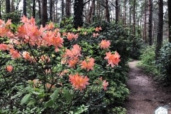rododendronviragzas_jeli_arboretum-6