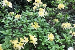 rododendronviragzas_jeli_arboretum-7