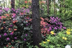 rododendronviragzas_jeli_arboretum-8
