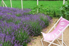 Pannonhalma Provence Levendula