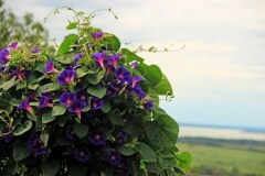 Hajnalka