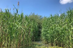 Motorcsónakos túra a Tisza-tónál