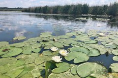 Motorcsónakos túra a Tisza-tónál