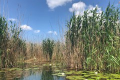 Motorcsónakos túra a Tisza-tónál