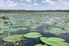 Motorcsónakos túra a Tisza-tónál