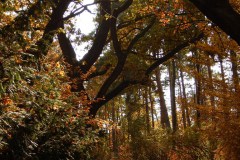 Vácrátót Arborétum