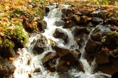 Vácrátót Arborétum
