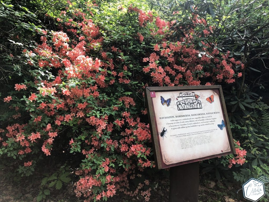 rododendronvirágzás jeli arborétum