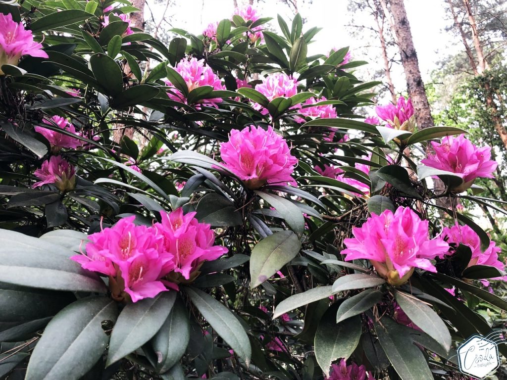 rododendronvirágzás jeli arborétum
