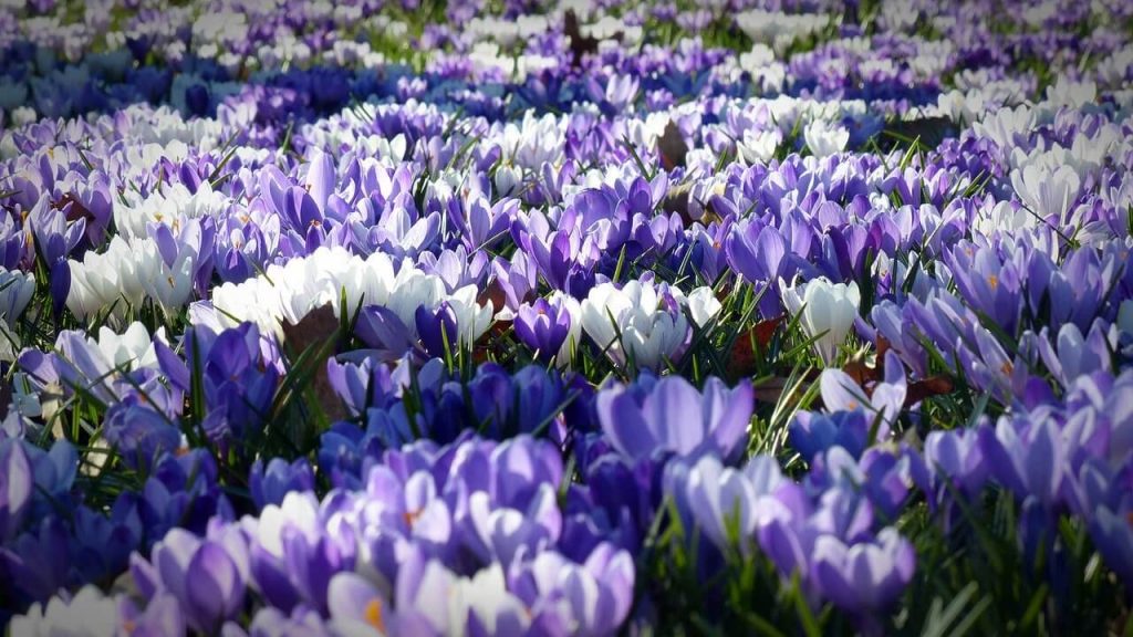 Tavaszi bakancslista: ide utazz virágos csodahelyekért