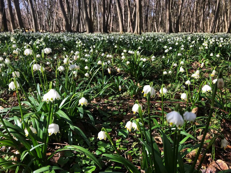 Milliónyi tőzike virágzik a Dobogó-erdőben