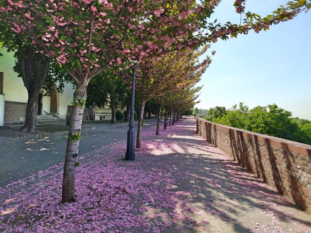 Hol vár mesébe illő cseresznyefa-virágzás Magyarországon? – TÉRKÉP