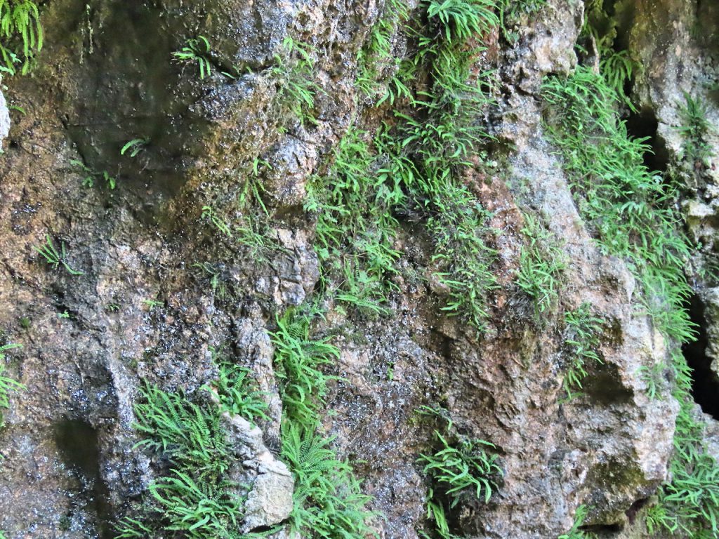 Úrkúti őskarszt - geológiai csoda a Bakonyban