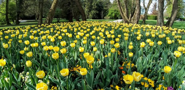 2 millió tulipán nyílik a Ljubljanához közeli arborétumban