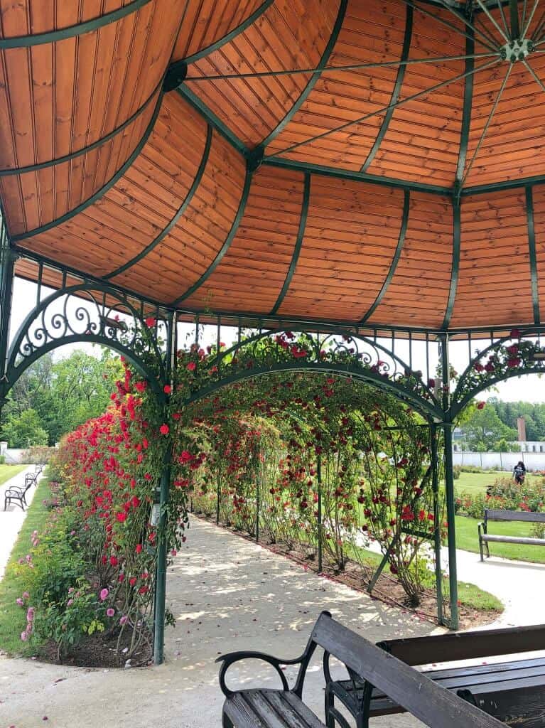 8000 tő rózsa illatozik a fertődi Esterházy-kastély kertjében