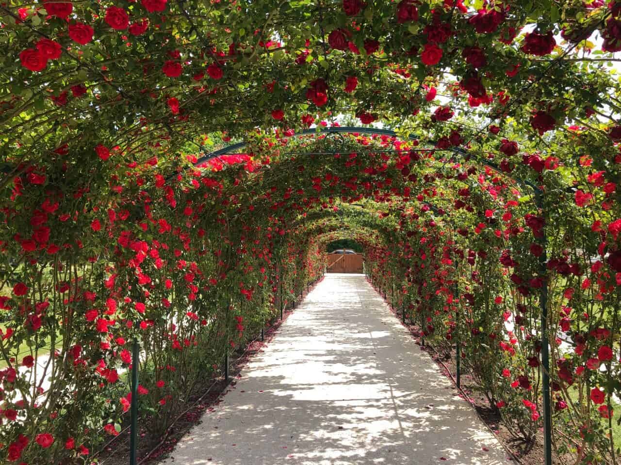 8000 tő rózsa illatozik a fertődi Esterházy-kastély kertjében