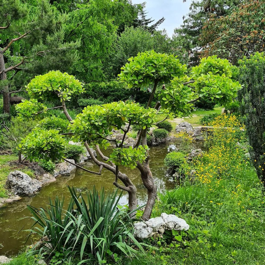 Titkos japánkert bújik meg Zuglóban