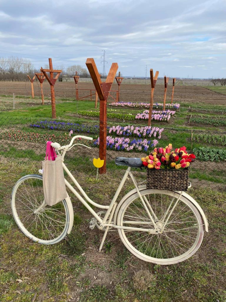 Tulipános kertek Magyarországon, ahol szüretelni és fotózni is lehet