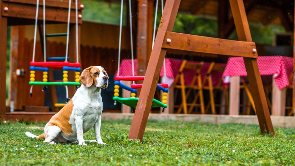 10 állatbarát szálláshely, amit a kutyák is imádni fognak