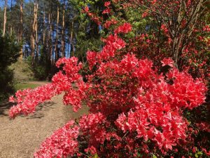 Séta a rododendronok között - Kámoni arborétum
