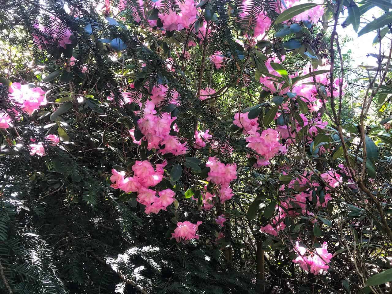 Séta a rododendronok között - Kámoni arborétum
