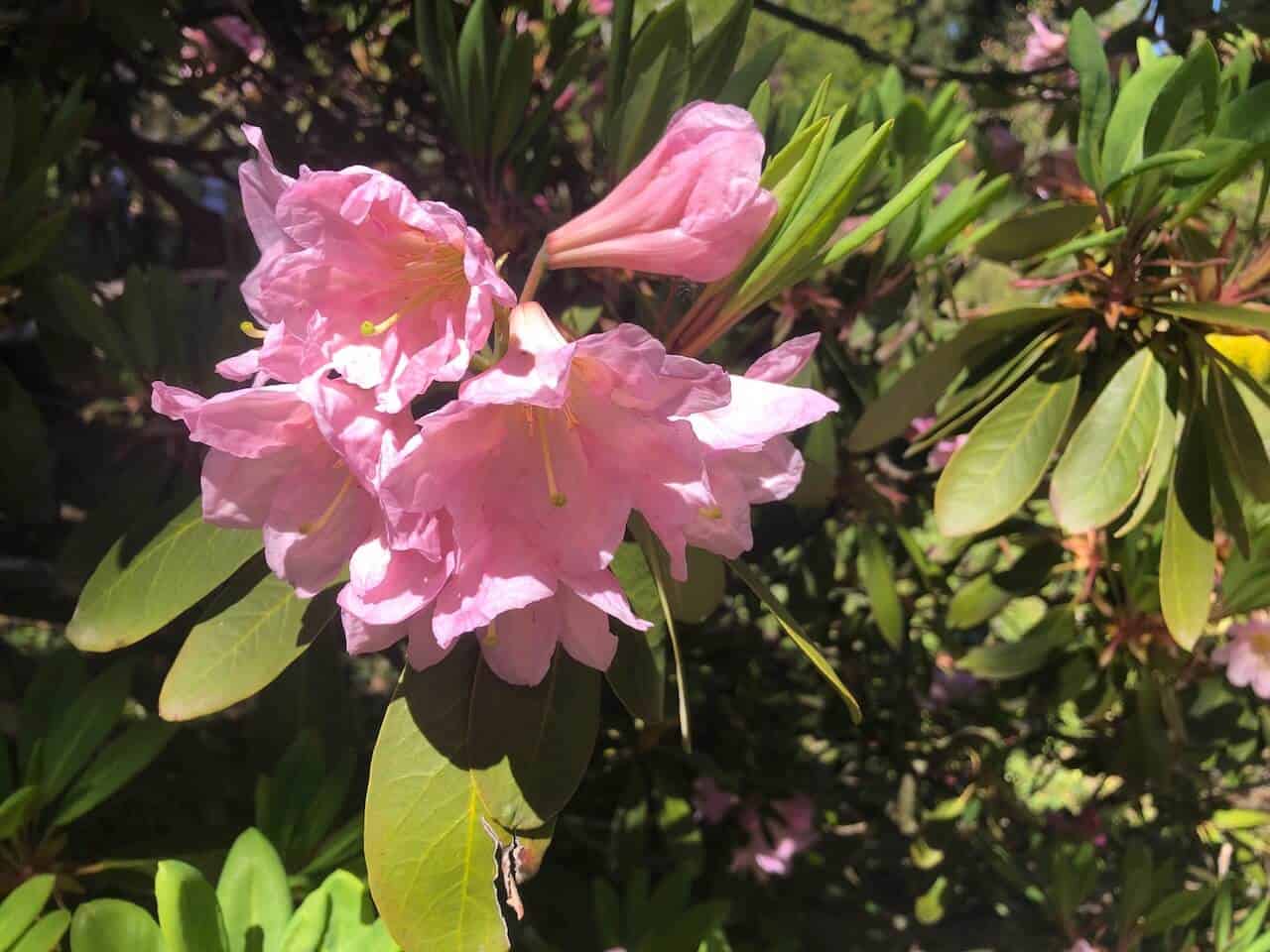 Séta a rododendronok között  - Kámoni arborétum