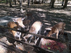 Pósteleki Szabadidőpark - Ahol kastélyrom, tavirózsák és őzgidák várnak!