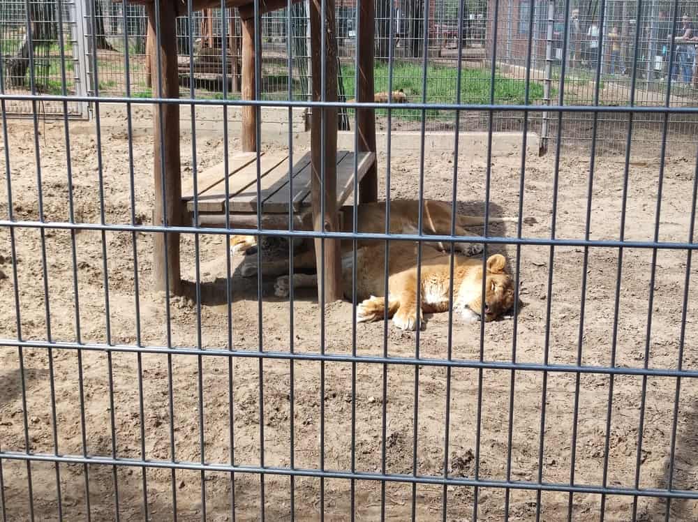 állatkert Budapest környékén