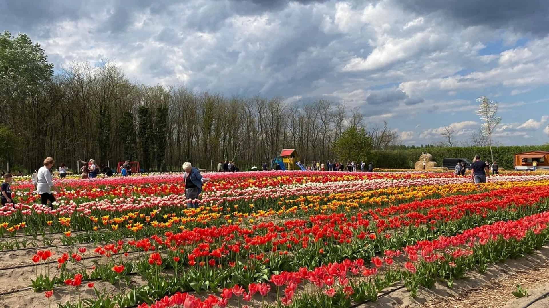 Tulipánszüret 2023
