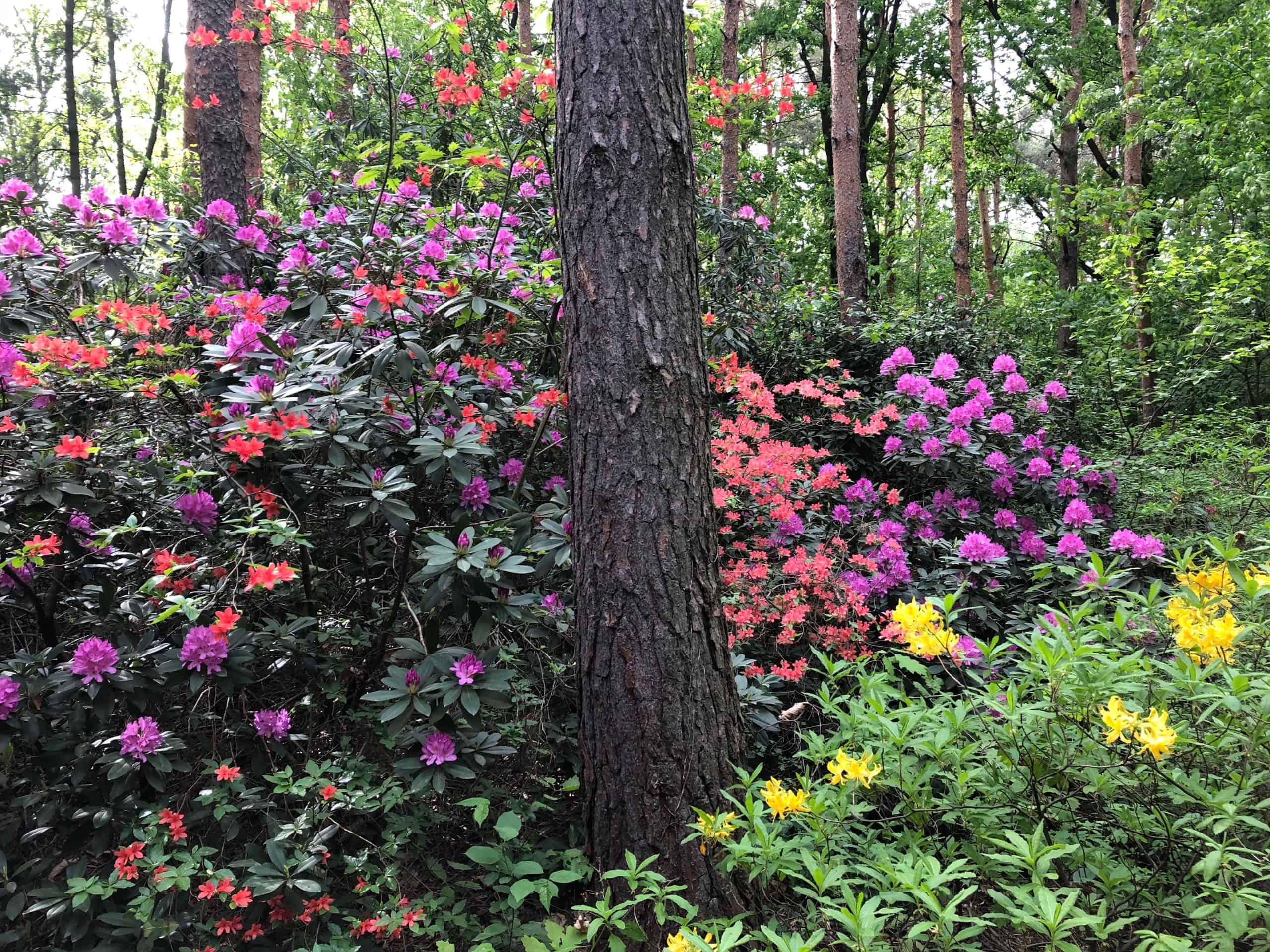 rododendron virágzás jeli
