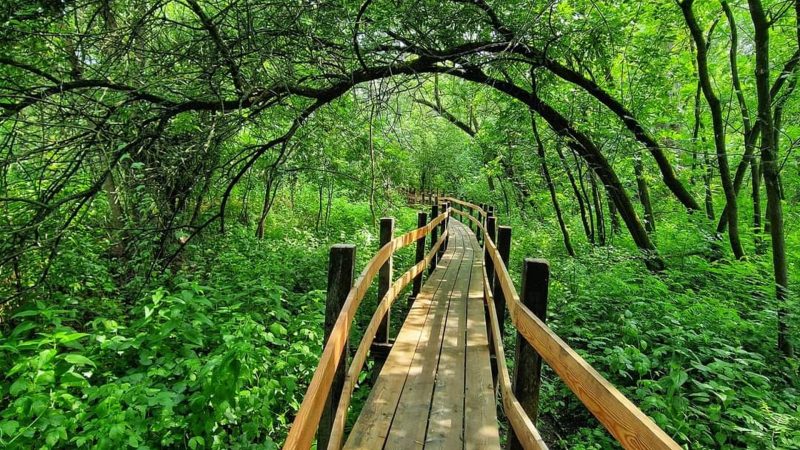 Tisza-holtág tanösvény