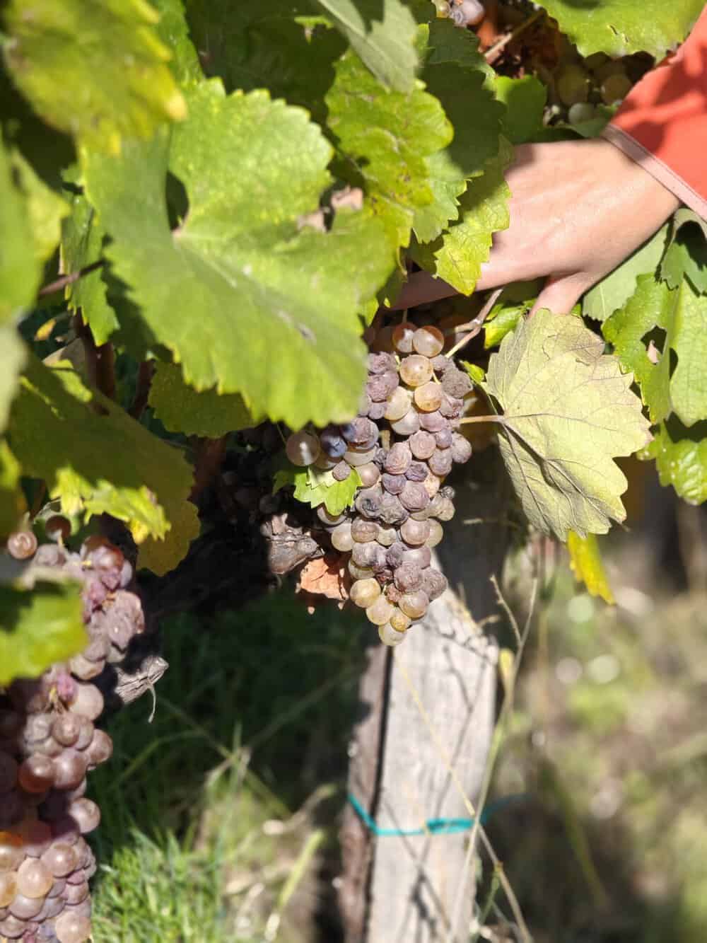 Mindszenthavi Mulatság 2025. - Borok, zene és hagyományőrzés Tokaj-Hegyalján