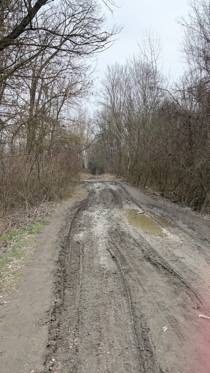 Adonyi hóvirágmező - elbűvölő tavaszi csodahely Fejér megyében
