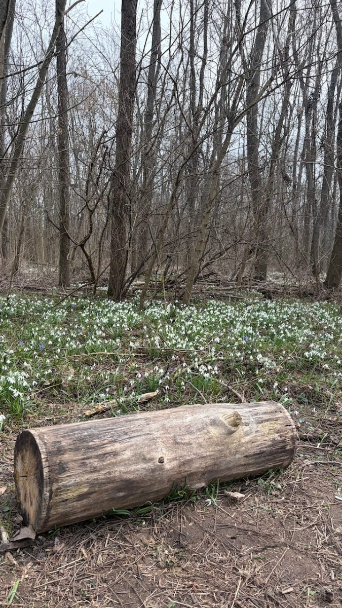 Adonyi hóvirágmező - elbűvölő tavaszi csodahely Fejér megyében