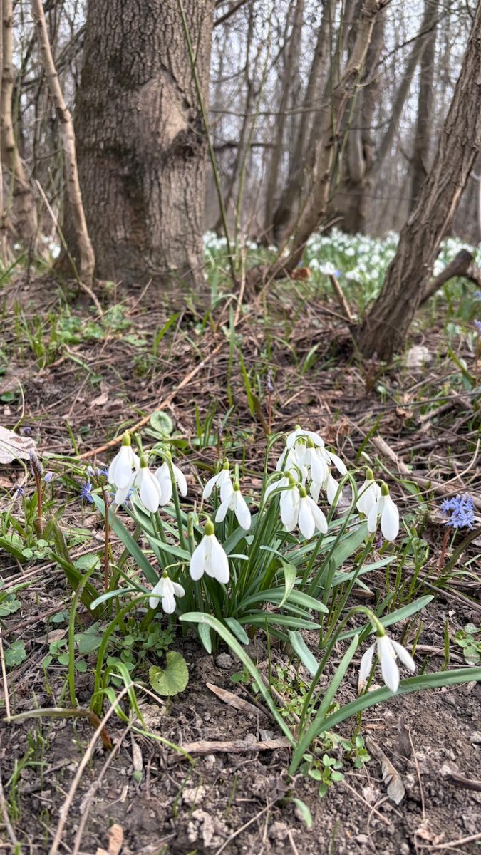 Adonyi hóvirágmező - elbűvölő tavaszi csodahely Fejér megyében