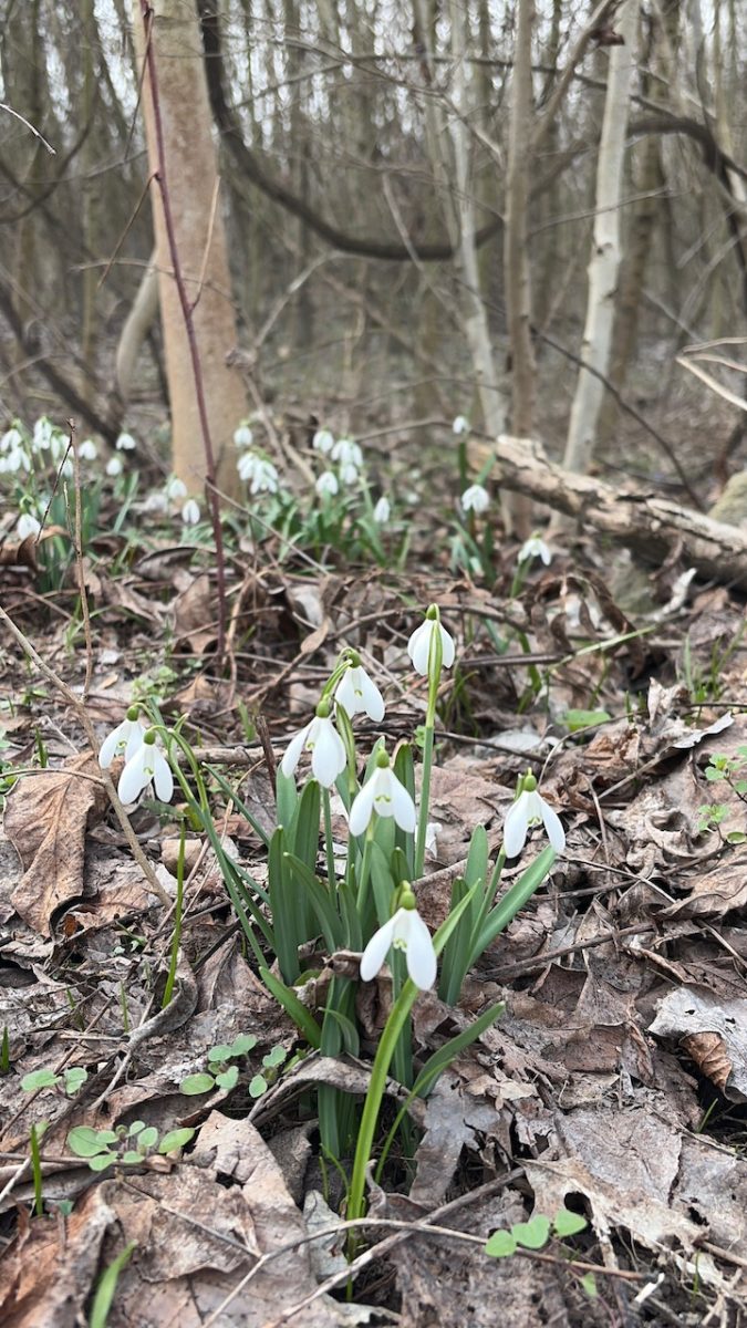 Adonyi hóvirágmező - elbűvölő tavaszi csodahely Fejér megyében