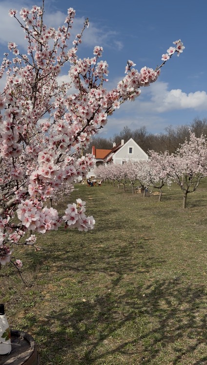 10 tipp, hogy a tavaszi kirándulás tökéletes legyen, Dörgicse
